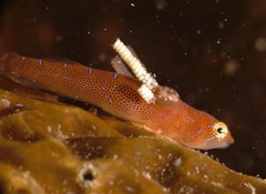 Cochleoceps orientalis