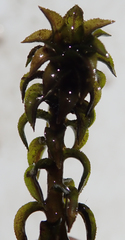 Lagarosiphon ilicifolius image