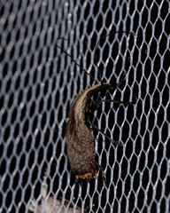 Ancylotropis waterhousei