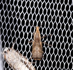 Ancylotropis waterhousei