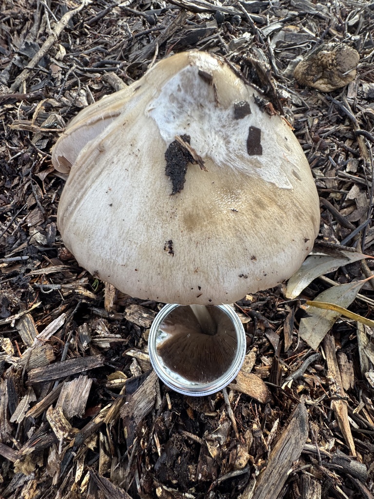 Volvopluteus gloiocephalus · July 2025 · photo: © funecology (iNaturalist, cc-by-sa)