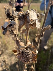 Silphium laciniatum