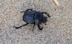 Scarabaeus semipunctatus