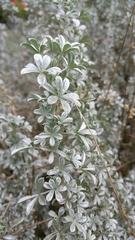 Lupinus chamissonis