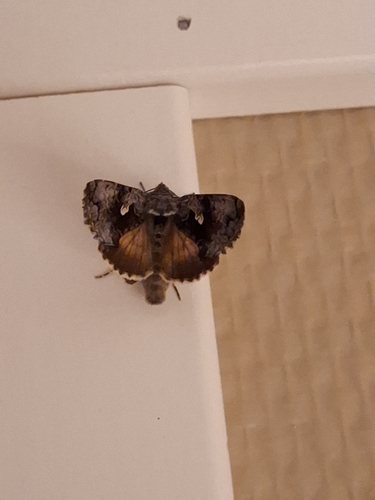 Scarce Silver Υ Moth