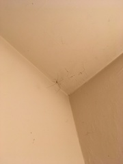 Pholcidae
