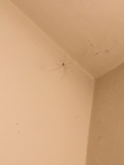 Pholcidae