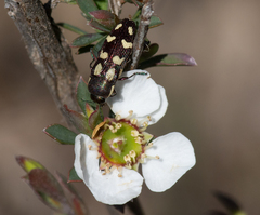Castiarina decemmaculata