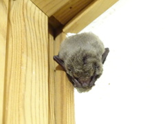 Pipistrellus abramus