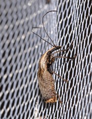 Ancylotropis waterhousei