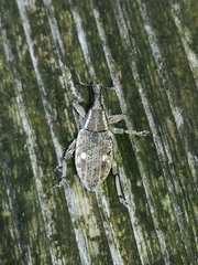 Lepyrus palustris