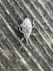 Lepyrus palustris