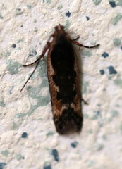 Cosmardia moritzella