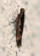 Cosmardia moritzella