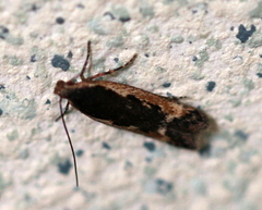 Cosmardia moritzella