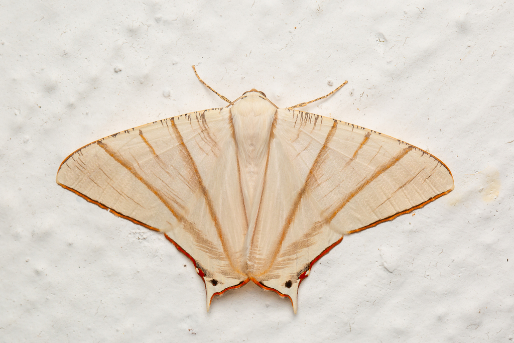 Ourapteryx picticaudata