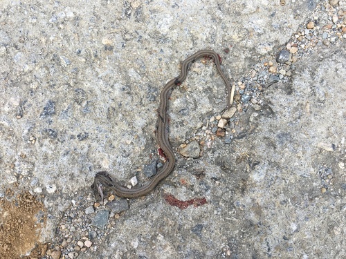 Frog-eating Rat Snake, Oocatochus rufodorsatus