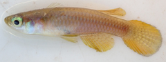 Johnston's Lampeye photo 2