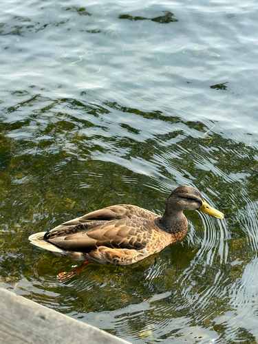 Duck