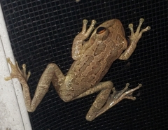 Osteopilus septentrionalis