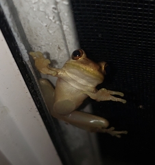 Osteopilus septentrionalis