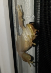 Osteopilus septentrionalis