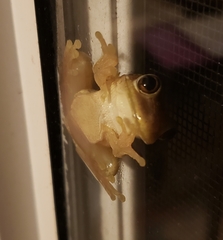 Osteopilus septentrionalis