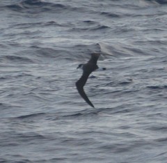 Pterodroma hasitata