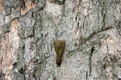 Chloropicus goertae