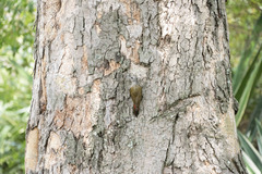 Chloropicus goertae