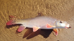 Moxostoma macrolepidotum