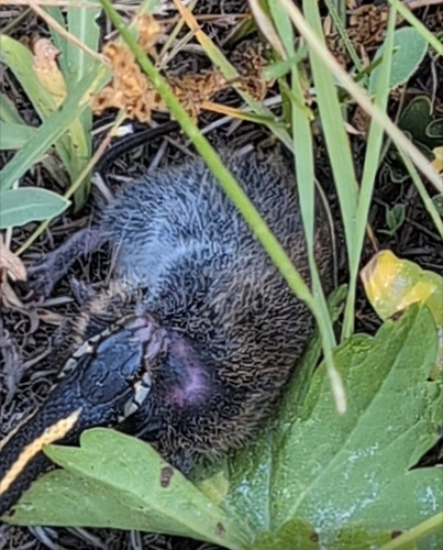 iNaturalist observation photo of Meadow Voles
