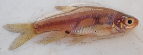 Sickle barb (Enteromius haasianus) — Cyprinidae — 4