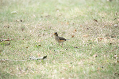 Turdus pelios