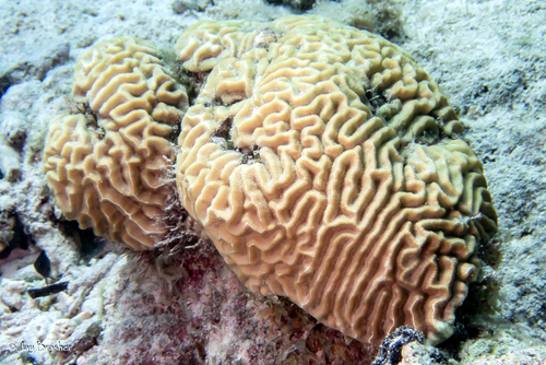 Symmetrical Brain Coral, photo 8 of 8