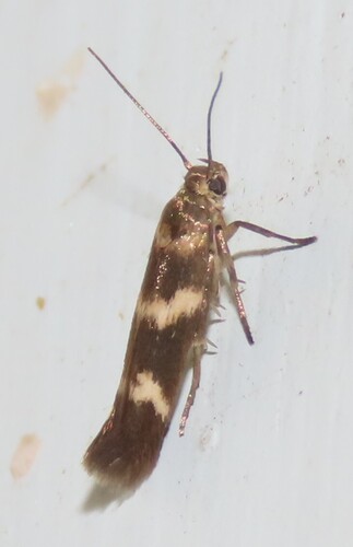 Banded Scythris Moth photo 5