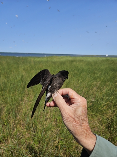 European Storm-Petrel, Saint-Louis Parish, NB, Canada, photo 8 of 10