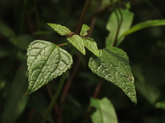 Fleischmannia klattiana