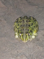 Pyxicephalus adspersus