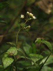 Fleischmannia klattiana