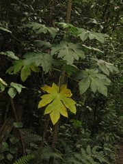 Vasconcellea pubescens