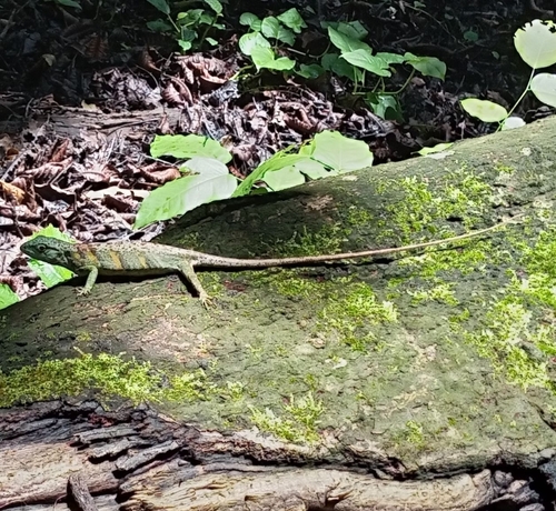 Common monkey lizard, Polychrus auduboni