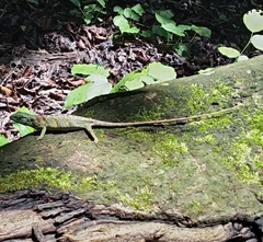 Audubon's Multicolored Lizard