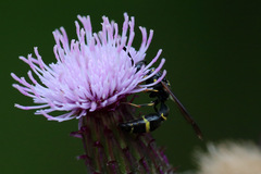 Symmorphus bifasciatus