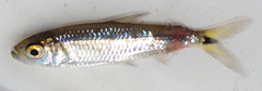 Brycinus lateralis