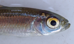 Brycinus lateralis