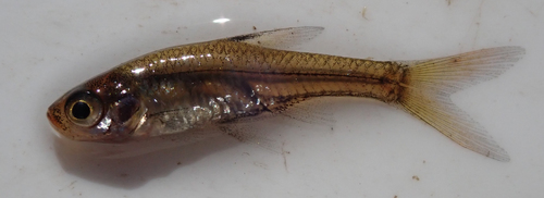 Upjaw barb (Coptostomabarbus wittei) — Cyprinidae — 3