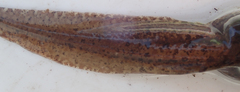 Hyperolius parallelus