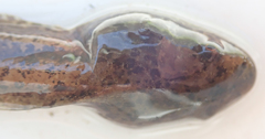 Hyperolius parallelus