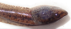 Hyperolius parallelus